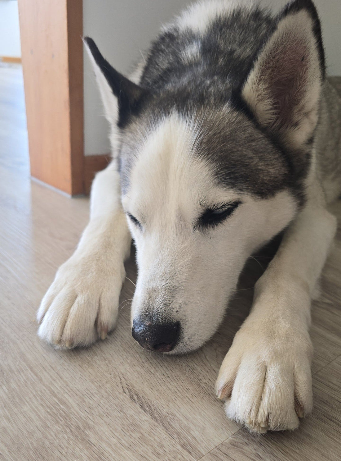 Why Filtered Water is Better for Pets Too: What Every Kiwi Pet Owner Should Know